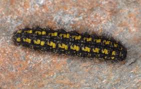 Attēlu rezultāti vaicājumam “Eilema griseola larva”