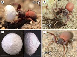 Attēlu rezultāti vaicājumam “Aranei exuvia”