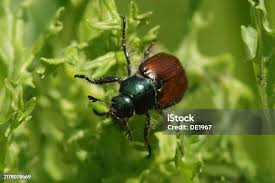 Attēlu rezultāti vaicājumam “Chrysolina staphylaea”