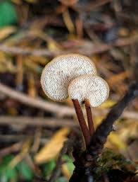 Attēlu rezultāti vaicājumam “Physarum auriscalpium”