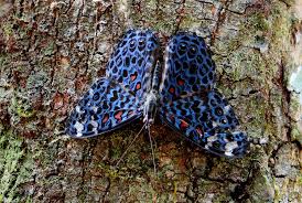 Image result for Papilionoidea