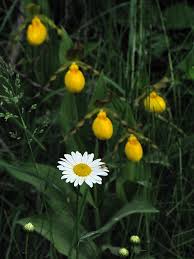 Image result for Chrysanthemum leucanthemum