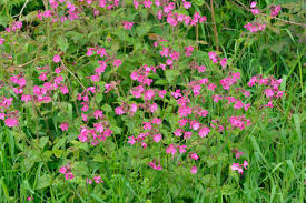 Attēlu rezultāti vaicājumam “Silene viscaria”