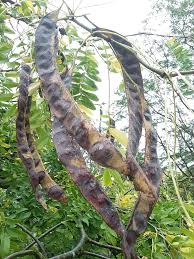 Attēlu rezultāti vaicājumam “Gleditsia triacanthos fruit”
