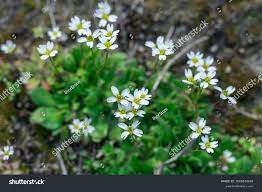 Attēlu rezultāti vaicājumam “Erophila verna”