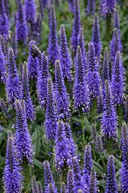 Attēlu rezultāti vaicājumam “Veronica longifolia flower”