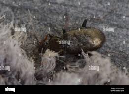 Attēlu rezultāti vaicājumam “Loricera pilicornis”