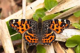 Attēlu rezultāti vaicājumam “Araschnia levana”