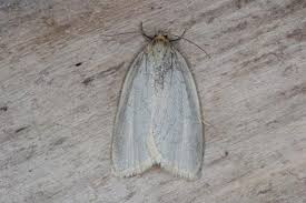 Attēlu rezultāti vaicājumam “Aphelia paleana”