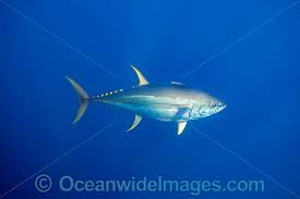 Image result for Thunnus albacares