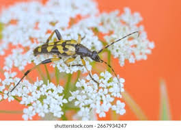 Attēlu rezultāti vaicājumam “Leptura annularis”
