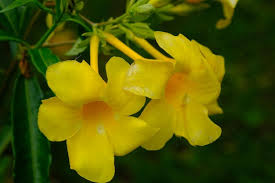 Attēlu rezultāti vaicājumam “Apocynaceae”