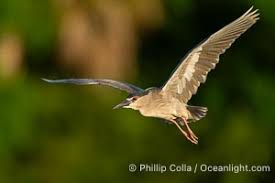 Image result for Nycticorax nycticorax