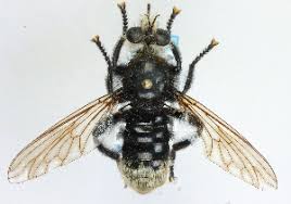Attēlu rezultāti vaicājumam “Laphria gibbosa”