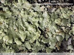 Attēlu rezultāti vaicājumam “Parmeliopsis ambigua”