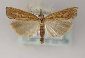 Attēlu rezultāti vaicājumam “Pediasia contaminella”