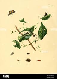 Attēlu rezultāti vaicājumam “Dienerella elongata”