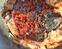 Attēlu rezultāti vaicājumam “Willkommlangea reticulata”