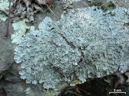 Attēlu rezultāti vaicājumam “Punctelia subrudecta”