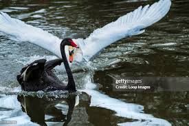 Attēlu rezultāti vaicājumam “Cygnus atratus”