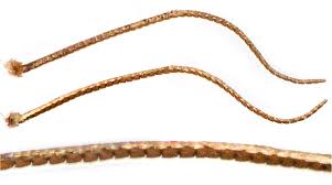 Attēlu rezultāti vaicājumam “Catoptria falsella”