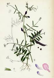 Attēlu rezultāti vaicājumam “Vicia angustifolia”