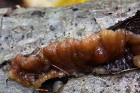 Attēlu rezultāti vaicājumam “Exidia repanda”