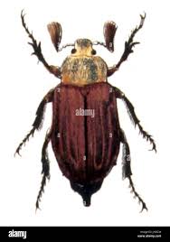 Attēlu rezultāti vaicājumam “Melolontha hippocastani”