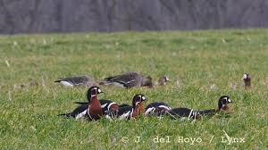 Attēlu rezultāti vaicājumam “Branta ruficollis adult”