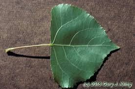 Attēlu rezultāti vaicājumam “Populus nigra”