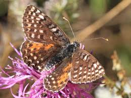 Attēlu rezultāti vaicājumam “Melitaea didyma underside”