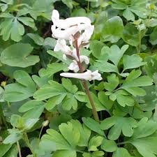 Attēlu rezultāti vaicājumam “Corydalis cava flower”