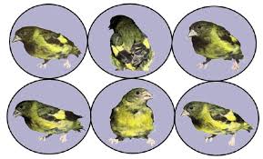 Attēlu rezultāti vaicājumam “Carduelis spinus male”