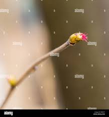 Attēlu rezultāti vaicājumam “Corylus avellana female flower”