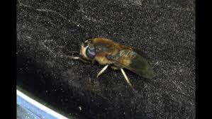 Attēlu rezultāti vaicājumam “Heptatoma pellucens”