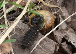 Attēlu rezultāti vaicājumam “Lampyris noctiluca larva”