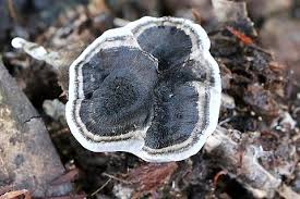 Attēlu rezultāti vaicājumam “Phellodon niger”