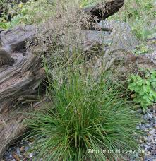 Attēlu rezultāti vaicājumam “Deschampsia flexuosa bud”