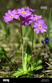 Attēlu rezultāti vaicājumam “Primula farinosa flower”