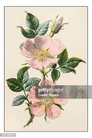 Image result for Rosa canina
