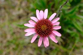Image result for Echinacea angustifolia