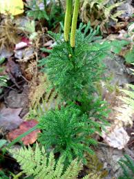 Attēlu rezultāti vaicājumam “Dianema depressum spores”