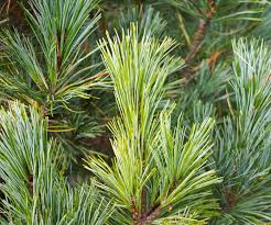 Attēlu rezultāti vaicājumam “Pinus”