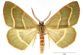 Attēlu rezultāti vaicājumam “Hylaea fasciaria”