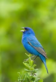 Image result for Passerina cyanea