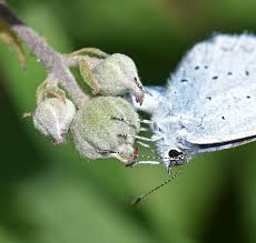 Attēlu rezultāti vaicājumam “Celastrina argiolus female”