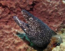 Image result for Gymnothorax moringa