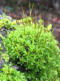 Attēlu rezultāti vaicājumam “Syntrichia”