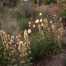 Image result for Oenothera odorata