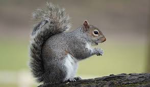 Attēlu rezultāti vaicājumam “Rodentia”